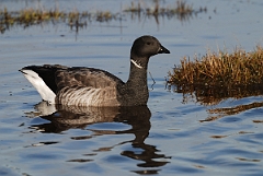 David Plant Photography - Wildlife Photography - Brent goose - C